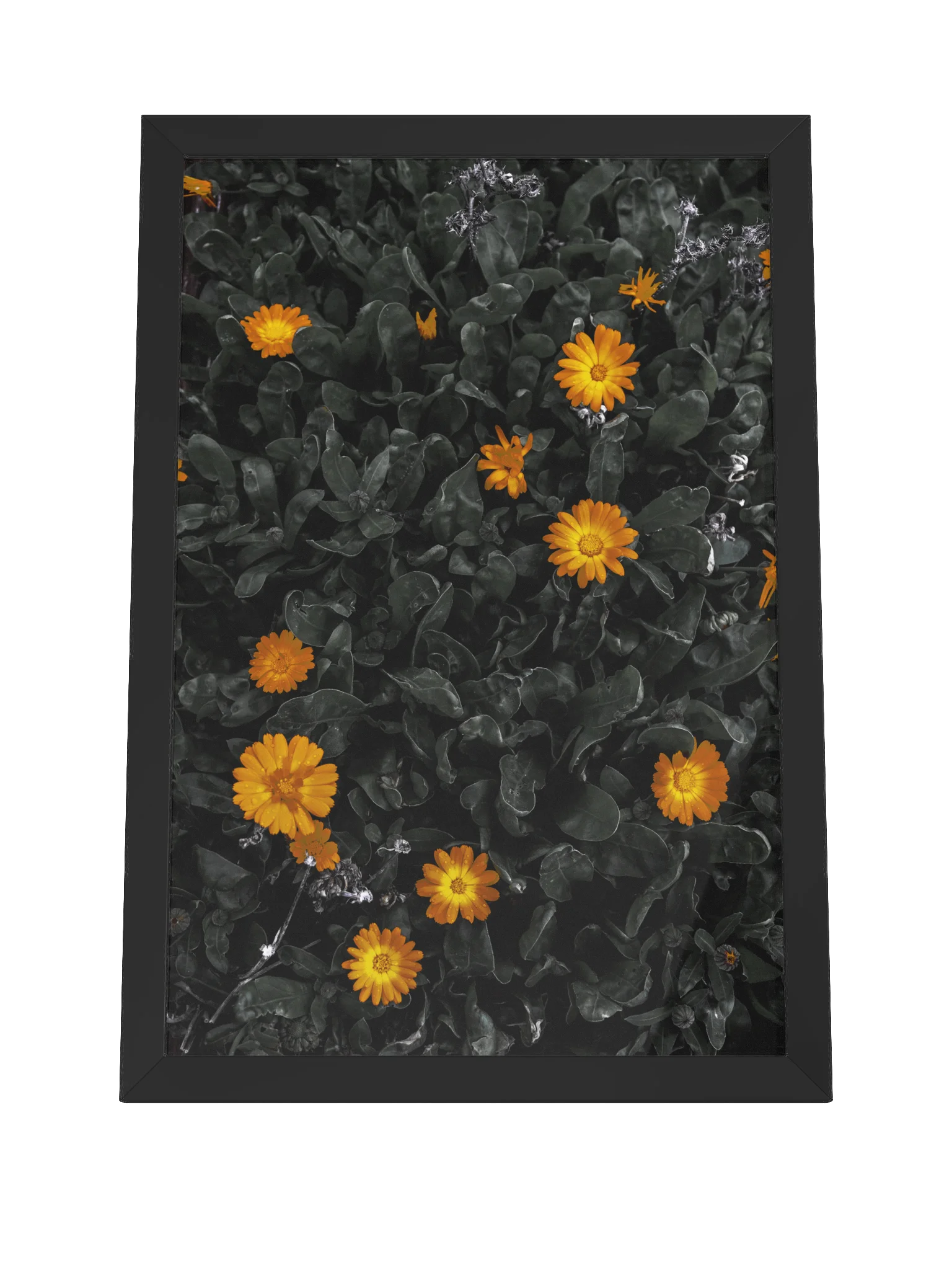 Daisy Delight product image (4)