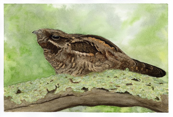 Nightjar - ORIGINAL product image (1)