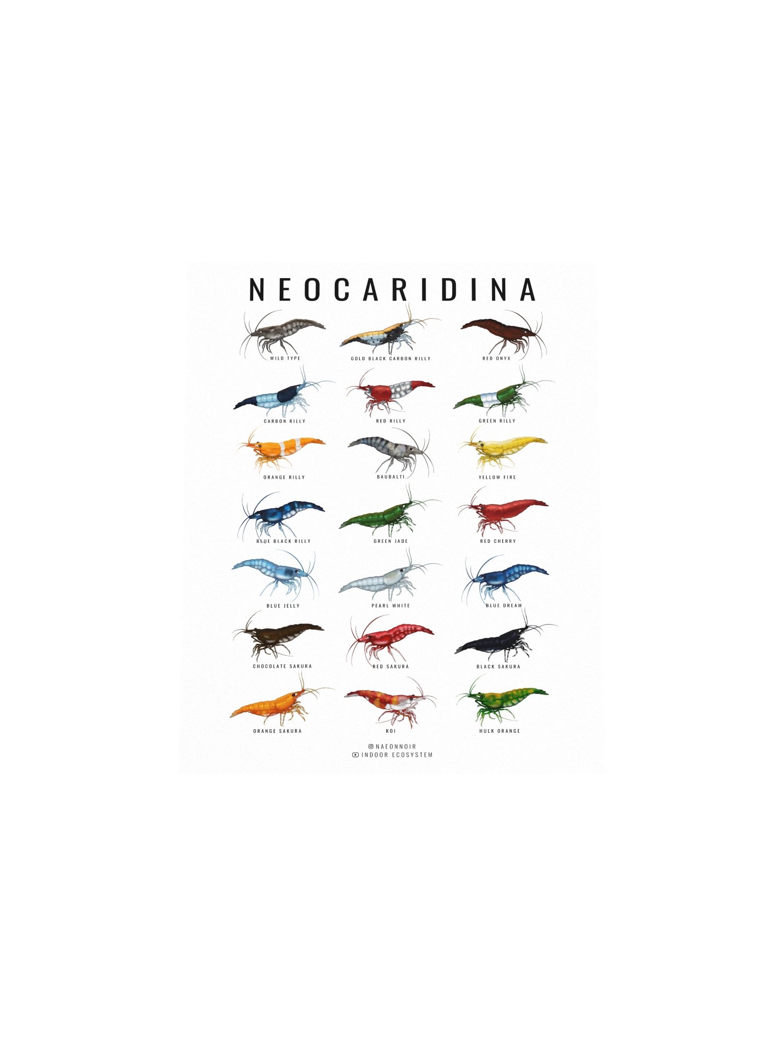 NEOCARIDINA SHRIMP POSTER (WHITE) product image (4)