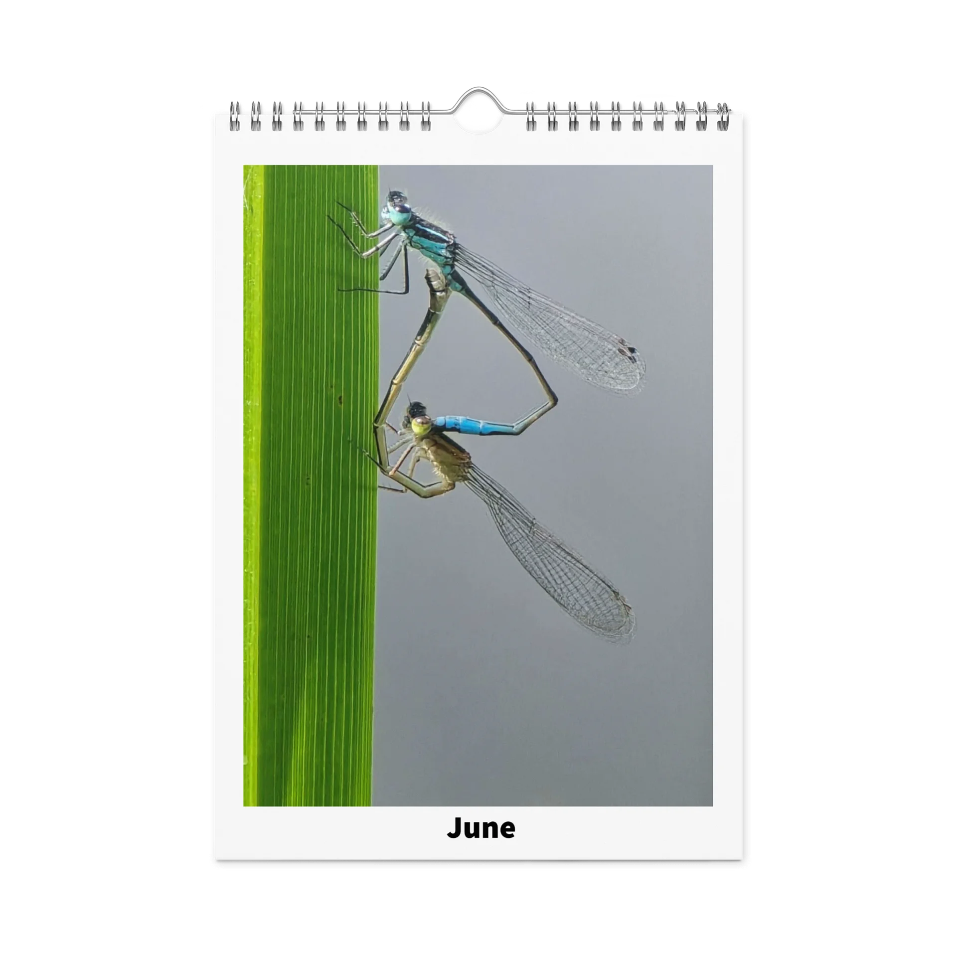 Ian's Insect Calendar product image (8)
