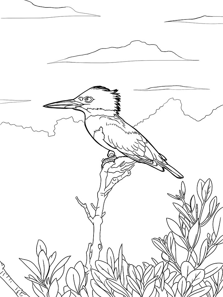 Copy of Coloring Page- Belted Kingfisher product image (1)