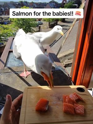 They babies are already soo big!! I can’t wait till they can fly and come over 🥹 #fyp #foryou #seagull #birds #feedingsteven