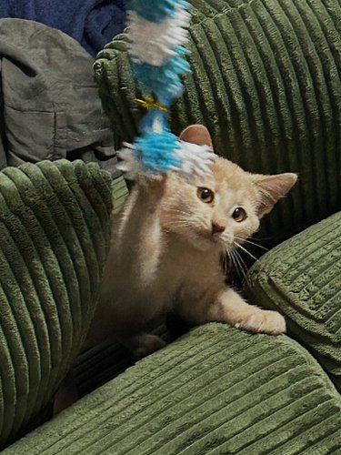 We adopted little Miso this past weekend. I’m covered in cat scratches and our floor is littered with toys but we’re happy to...