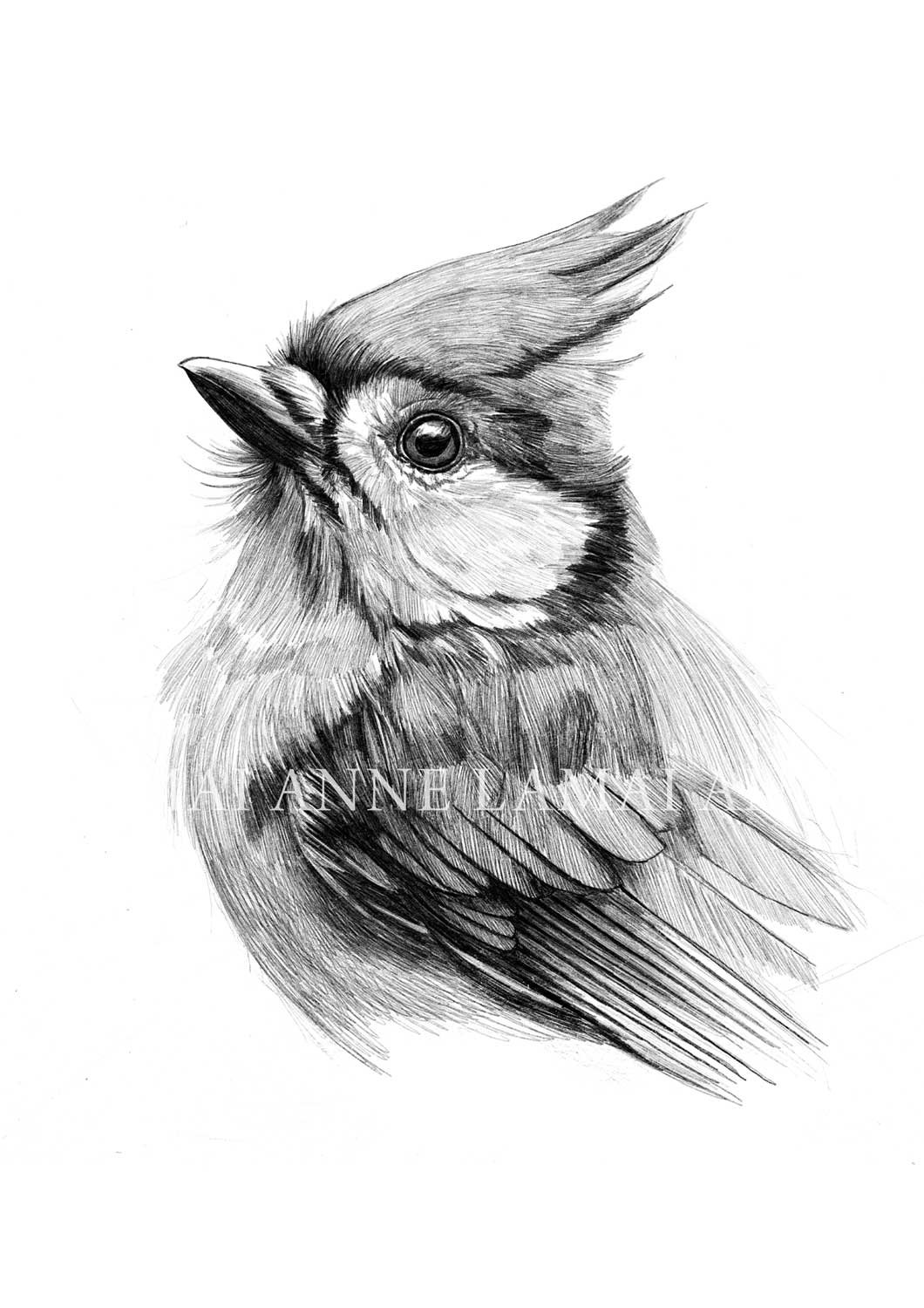 Jay Bird | The Heart of Shadow Art Print product image (1)