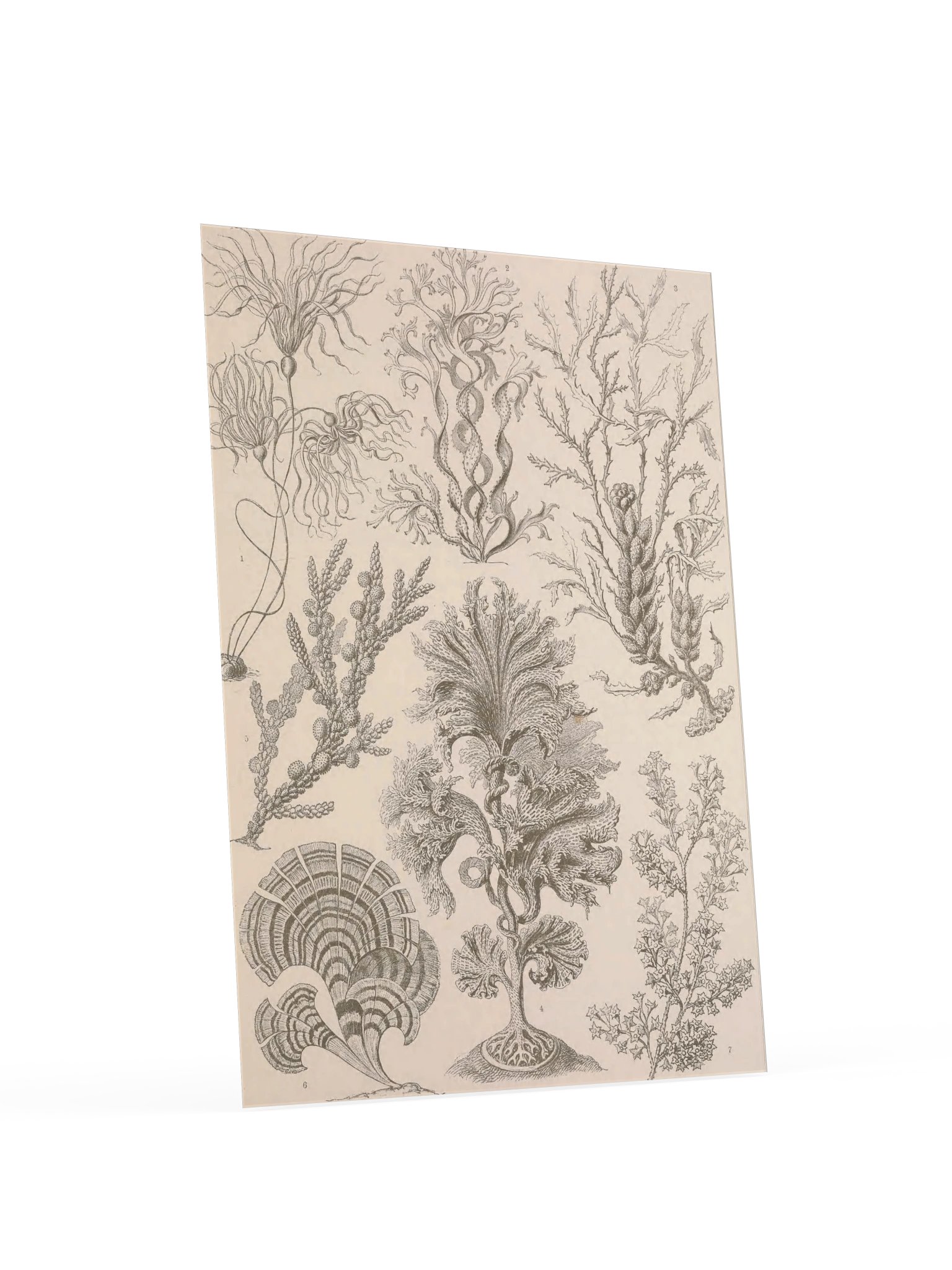 Fucoideae, Plate 15 – Haeckel Poster product image (4)