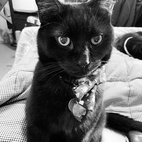 it's been 3 years since you said goodbye.  i'll never love you any less.

#felixthecat #iloveyou #imissyou #fuckcancer