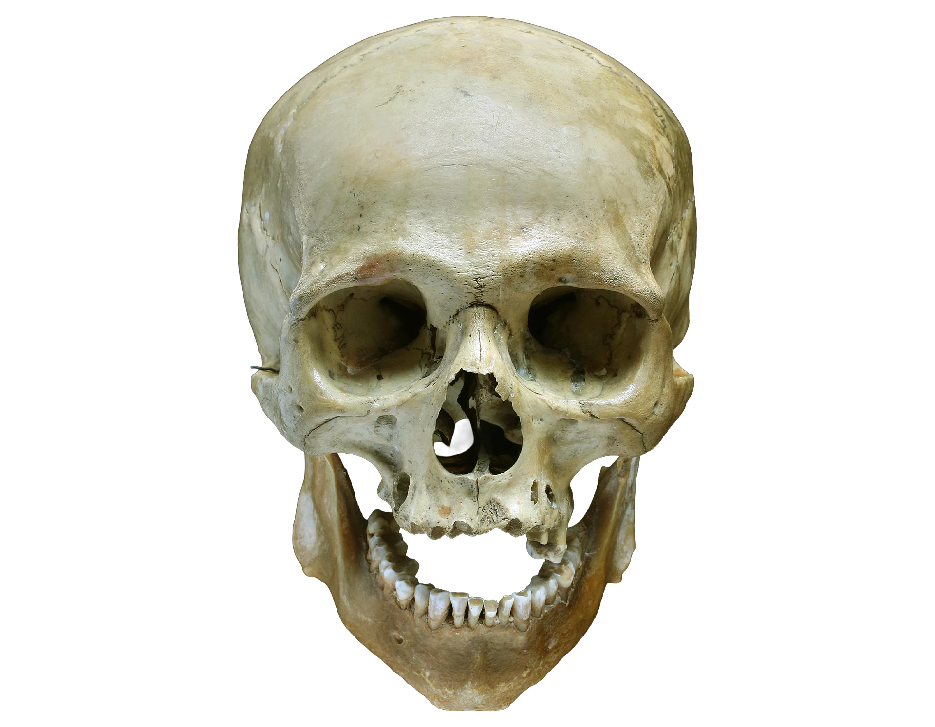 Real Human Skull product image (1)
