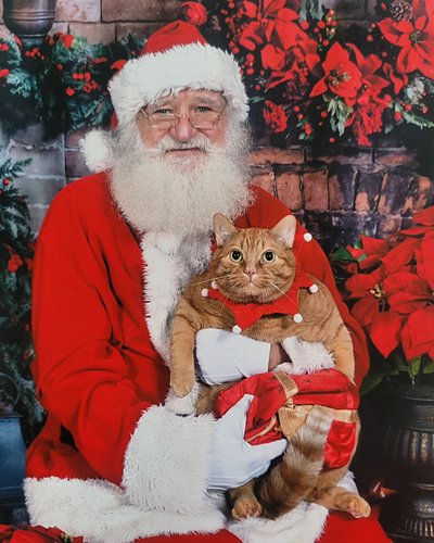 Took my son to meet Santa last week 🥰🐱🎅