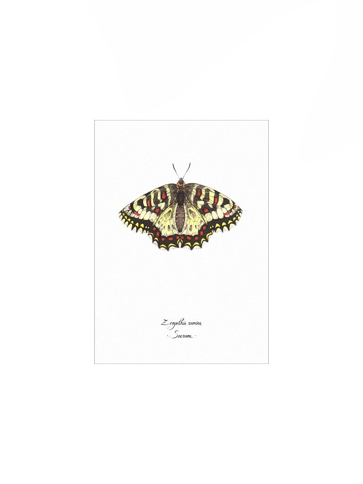 Zerynthia Rumina • Print product image (1)