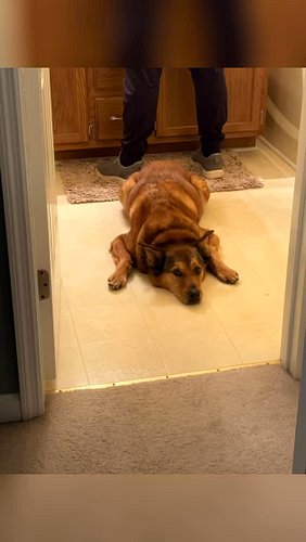 It’s not his birthday but I was showing Mark puppy photos of him last night. 11+ years of this boy being stuck to me like glu...