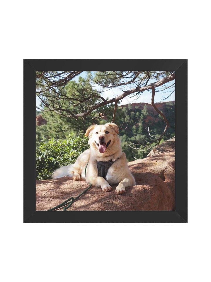 Sun Bathe - Milo's Life Square Framed Poster product image (4)