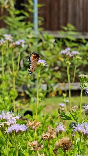 Every butterfly I've spotted in my garden so far this season 🦋

Fourteen types so far, in order: Queen (spotted this one toda...