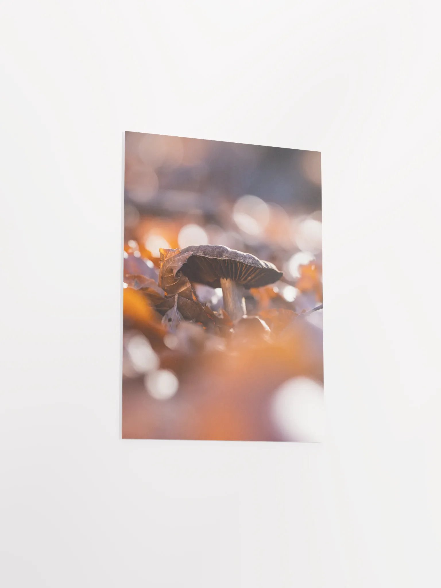 Autumn product image (11)