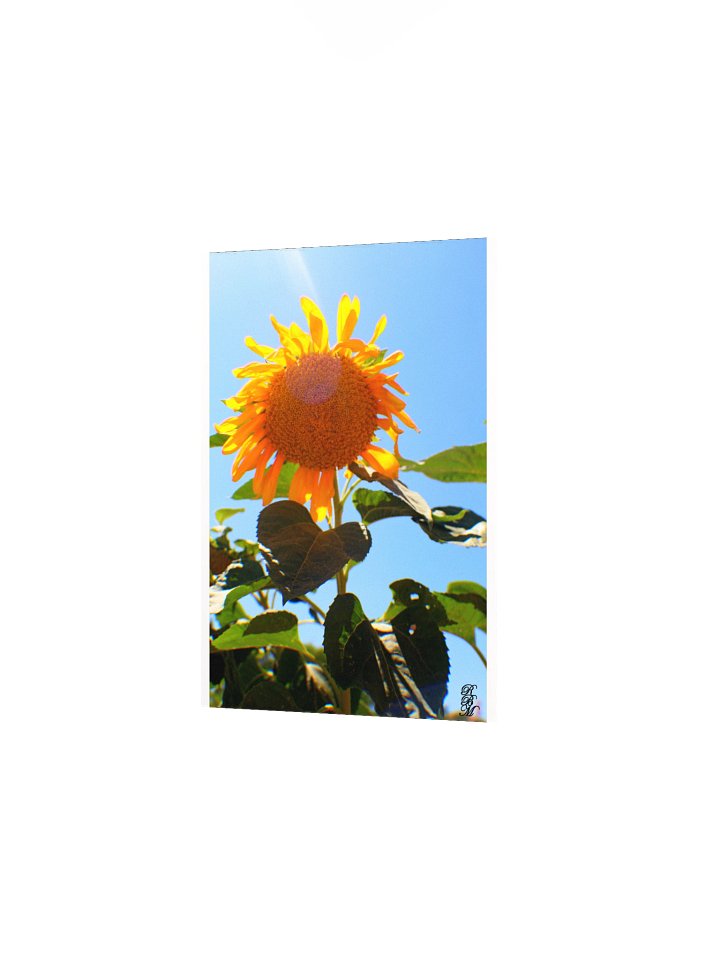 Sunflower in the Sun product image (10)