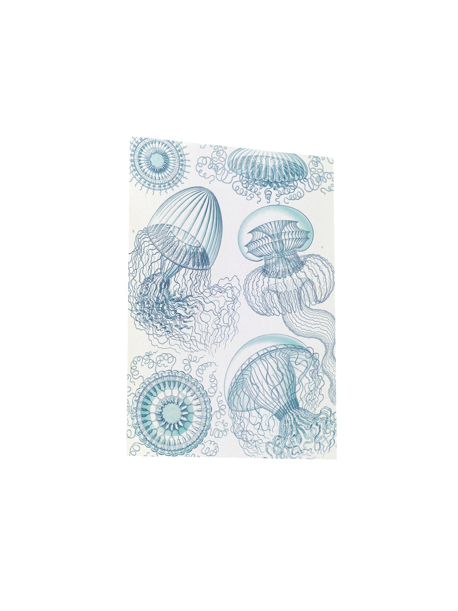 Leptomedusae Jellyfish Antique Marine Art Print product image (8)