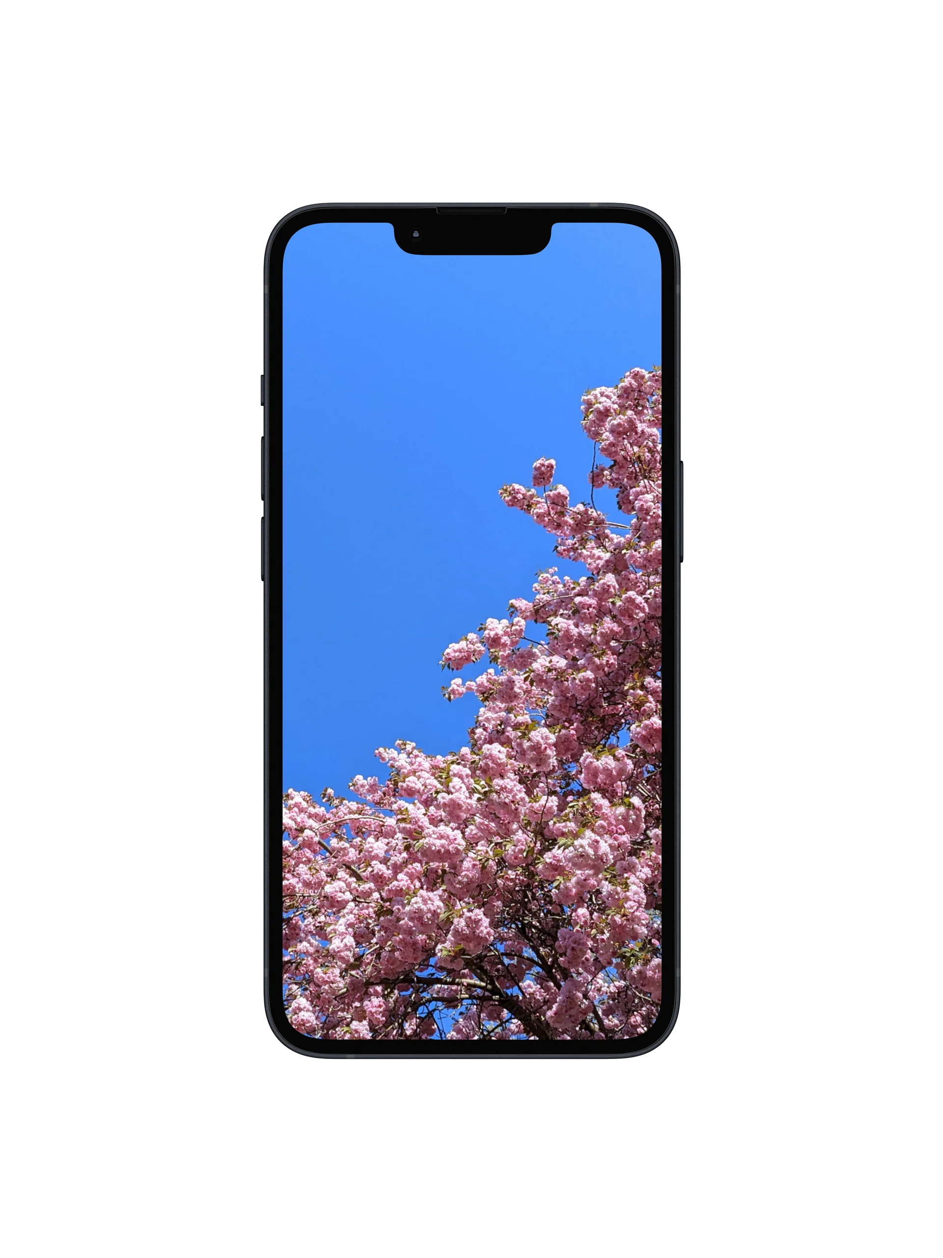 Cherry Blossom Arch Digital Wallpaper Set product image (1)