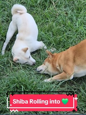 Shiba Rolling into Love #shibainu #rumi #deku #love 