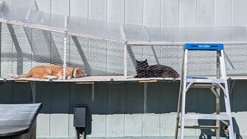 Kitties enjoying the catio Brett made for them.