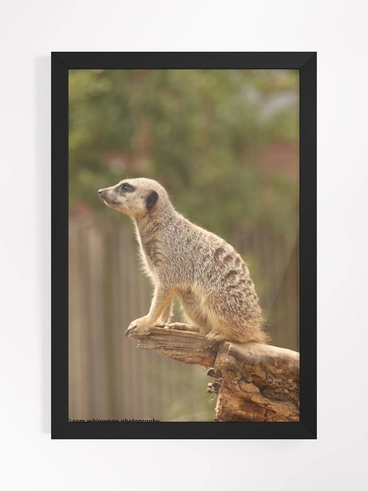 Meerkat Framed Matte Finish Prints product image (1)