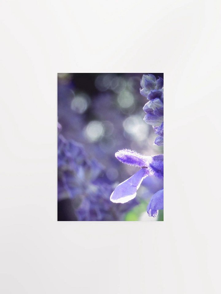 Wisteria 5 product image (10)