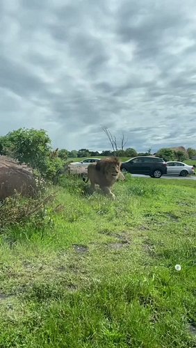 🔥🦁 El león no anuncia su poder… lo demuestra.
Cuando ruge, la tierra lo siente.

Cuando camina, deja claro quién manda.
Deja ...