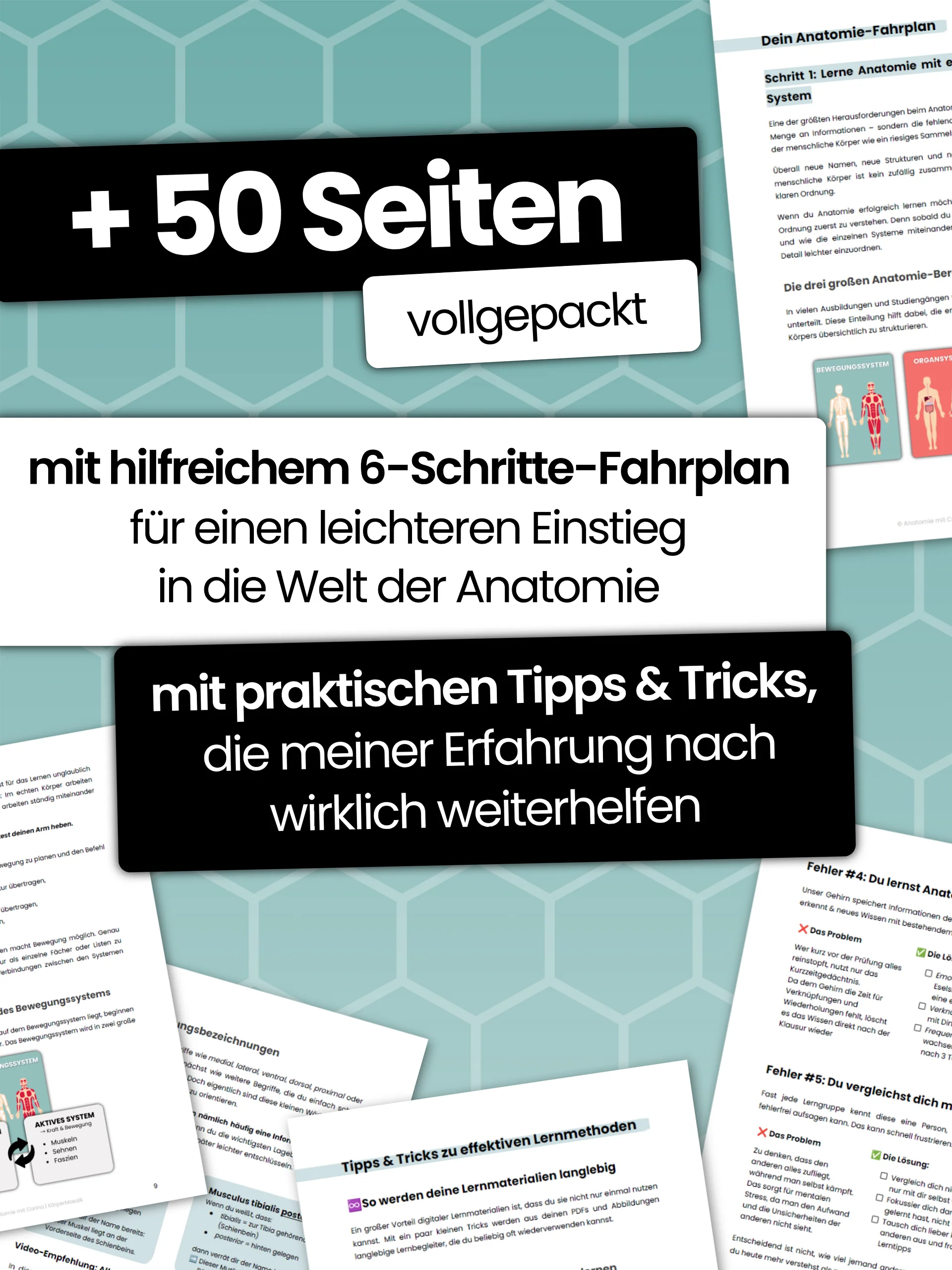 E-Book: Anatomie StarterKit product image (2)