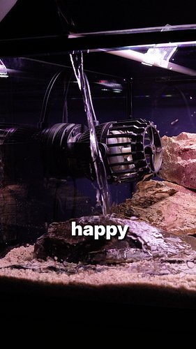 I’m currently working on a new high-flow river aquascape. The tank is a custom 165 × 40 × 25 cm shallow aquarium, with a long...