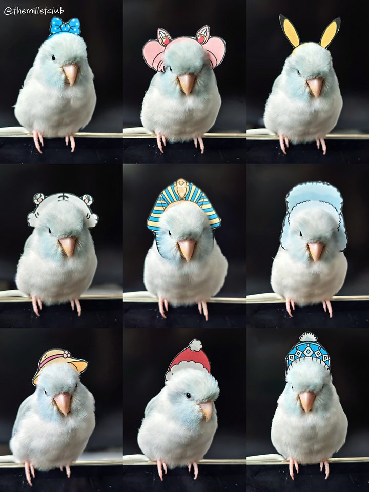 Birb Headgears Printables (2022) product image (2)