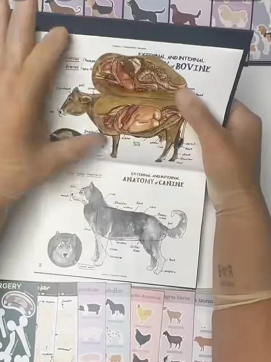Vet Notes: Comparative Anatomy product image (2)