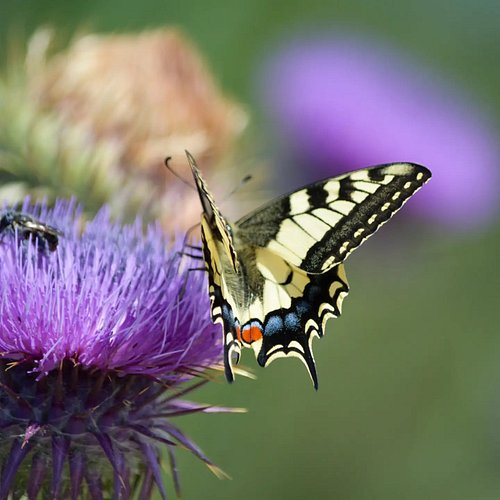 A beautiful swallowtial. I absolutely love the colours of this butterfly, so eye catching!😍

#Swallowtail #OldWorldSwallowtai...