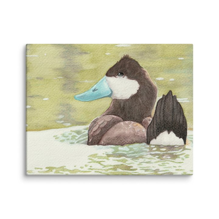Ruddy Duck product image (1)