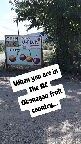 When in the BC Okanagan fruit country, U-Pick cherries are an absolute non-negotiable! 🍒 We stopped by Peter's Orchard during...
