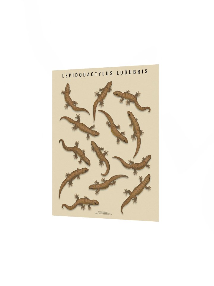 LEPIDODACTYLUS LUGUBRIS (MOURNING GECKO) POSTER (CREAM) product image (2)