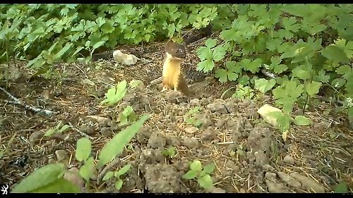 Enjoy a minute with the long-tailed
weasel, Mustela frenata. These quick, agile predators
are hunting around a mountain beave...