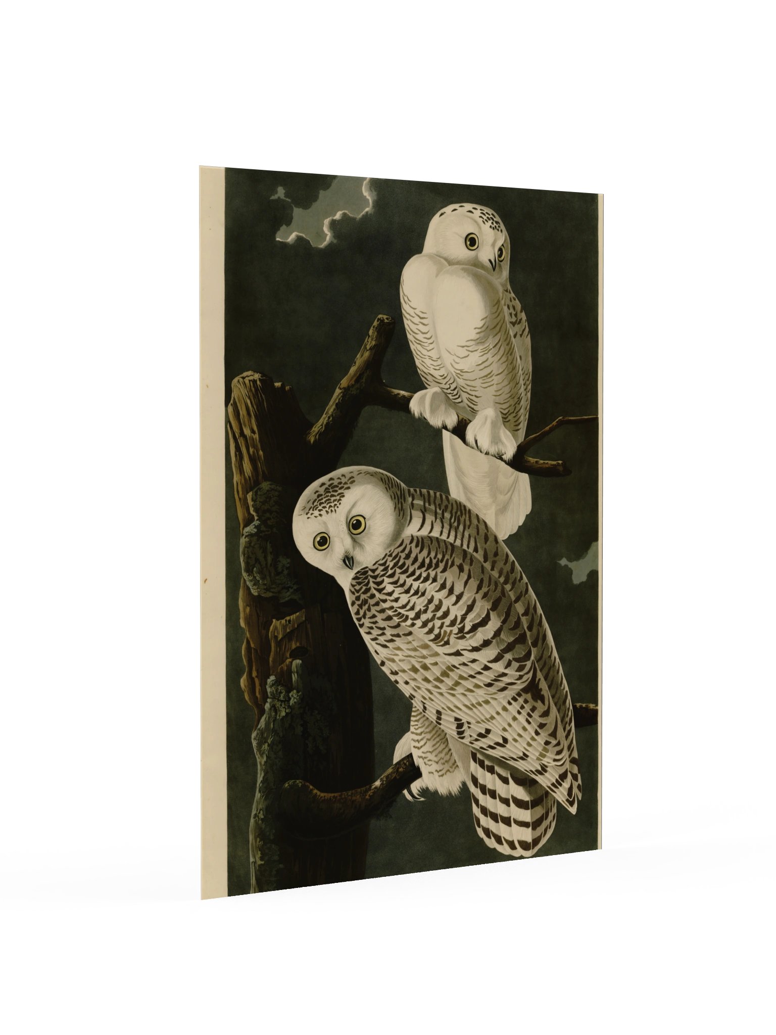 Snowy Owl, Plate 121 – Audubon Poster product image (2)