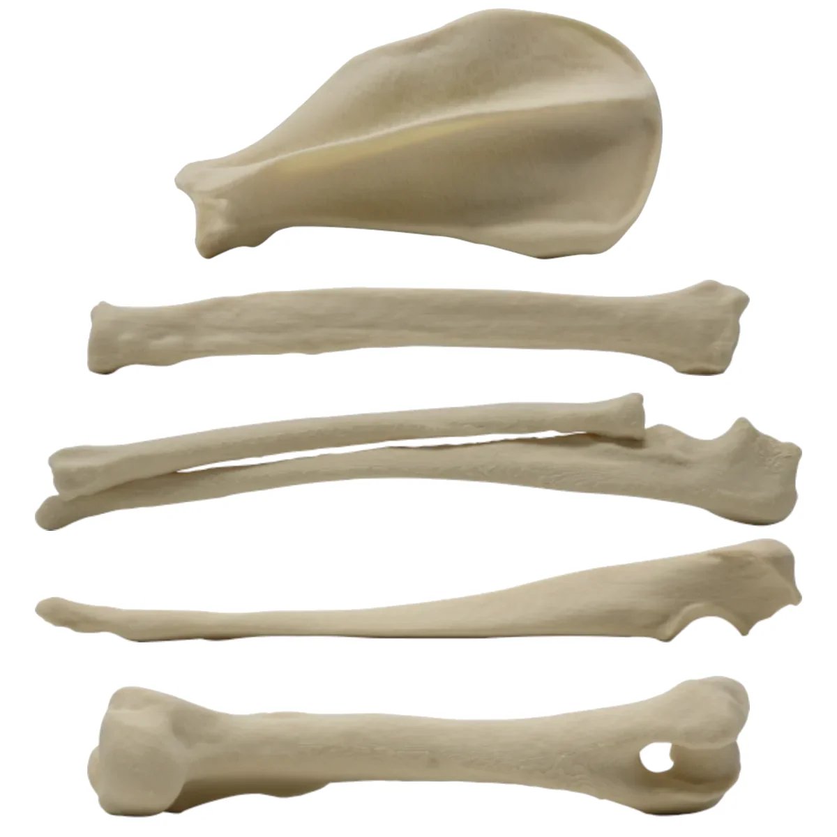 Canine Bone Models product image (3)