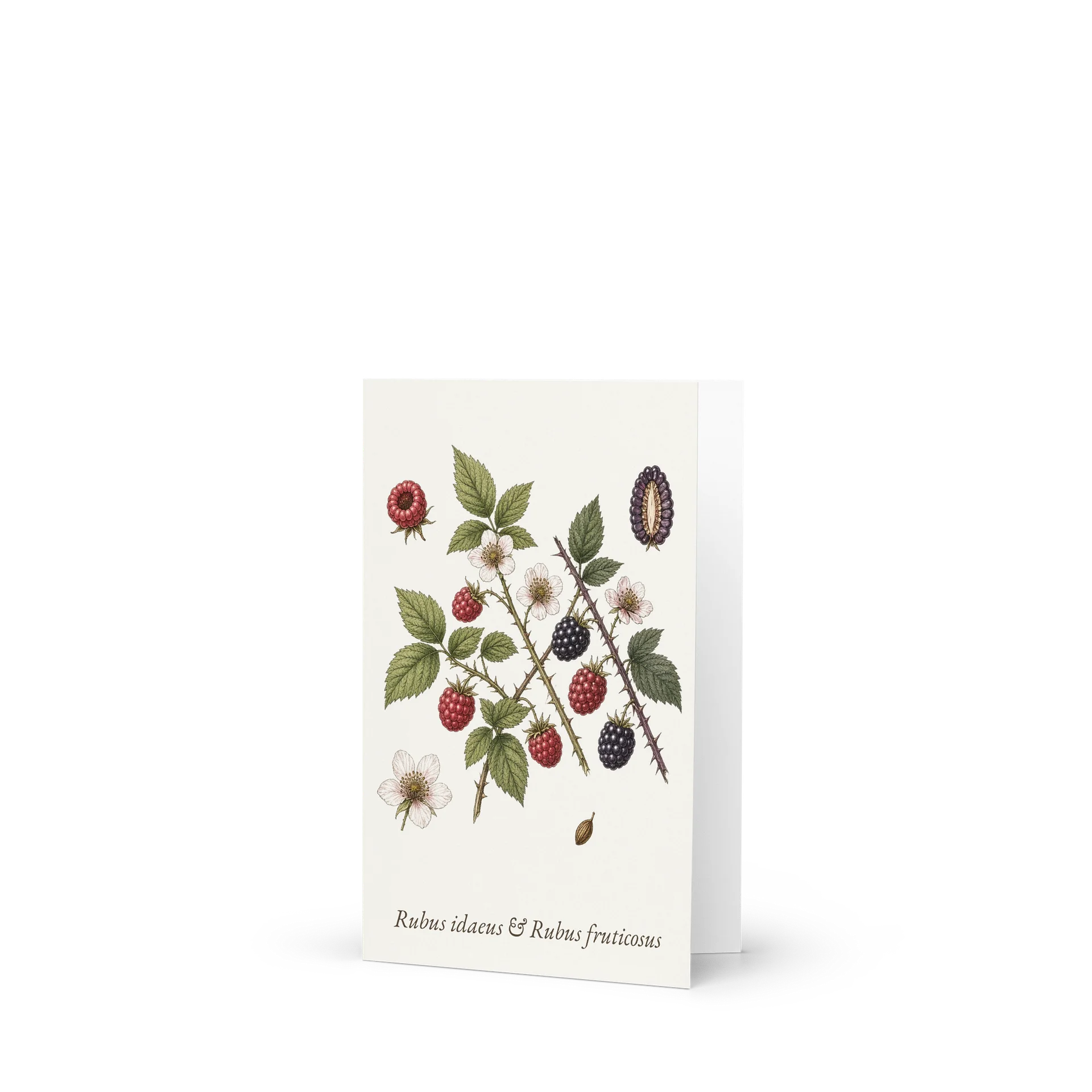 Vintage Botanical Raspberry & Blackberry Greeting Card product image (1)
