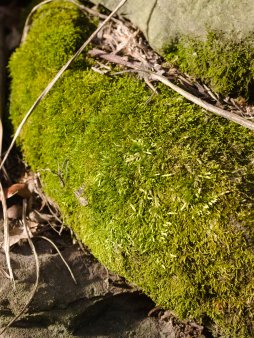 Moss on the Rocks Digital Wallpaper Set product image (3)