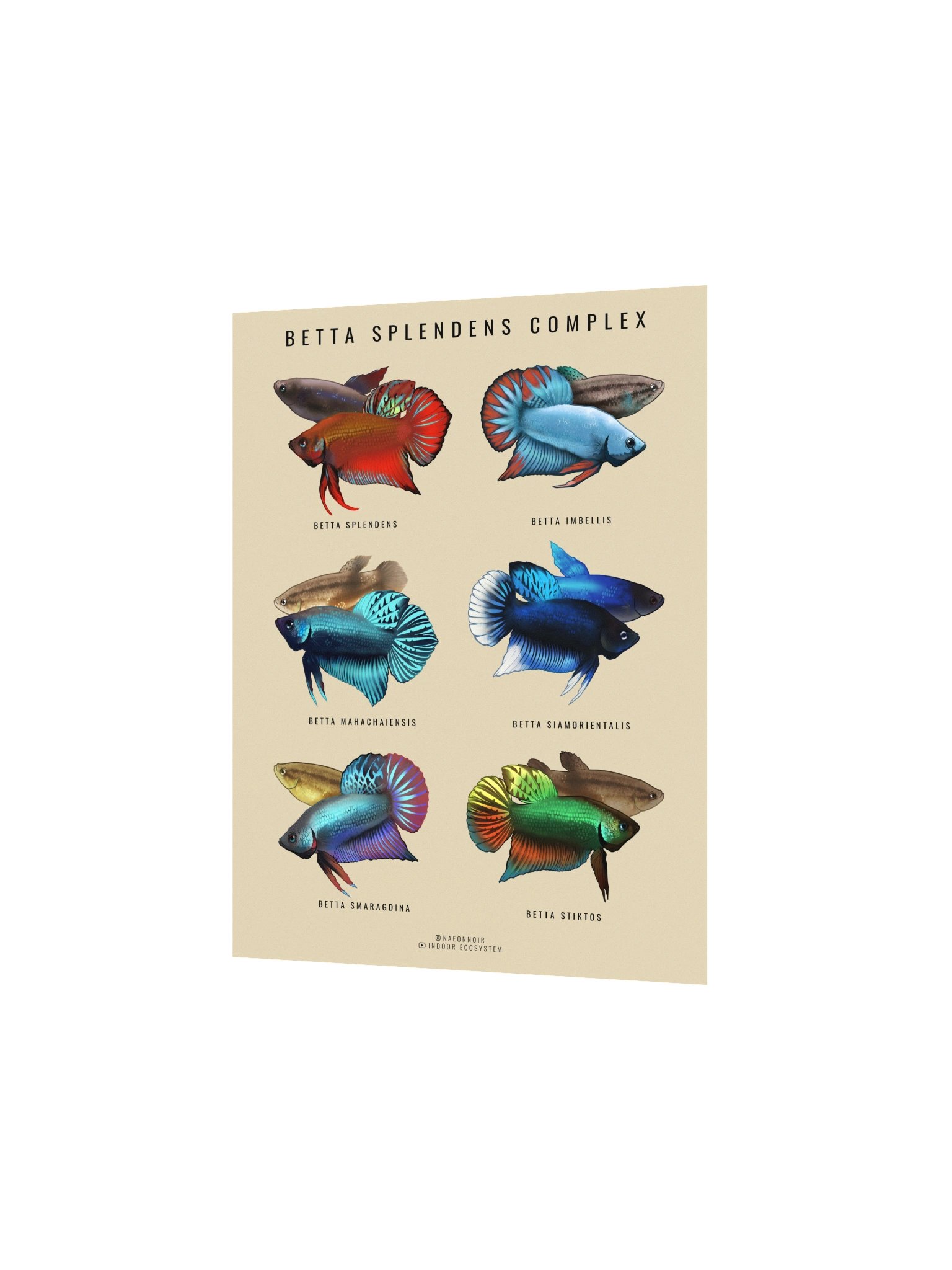 BETTA SPLENDENS COMPLEX POSTER (CREAM) product image (2)
