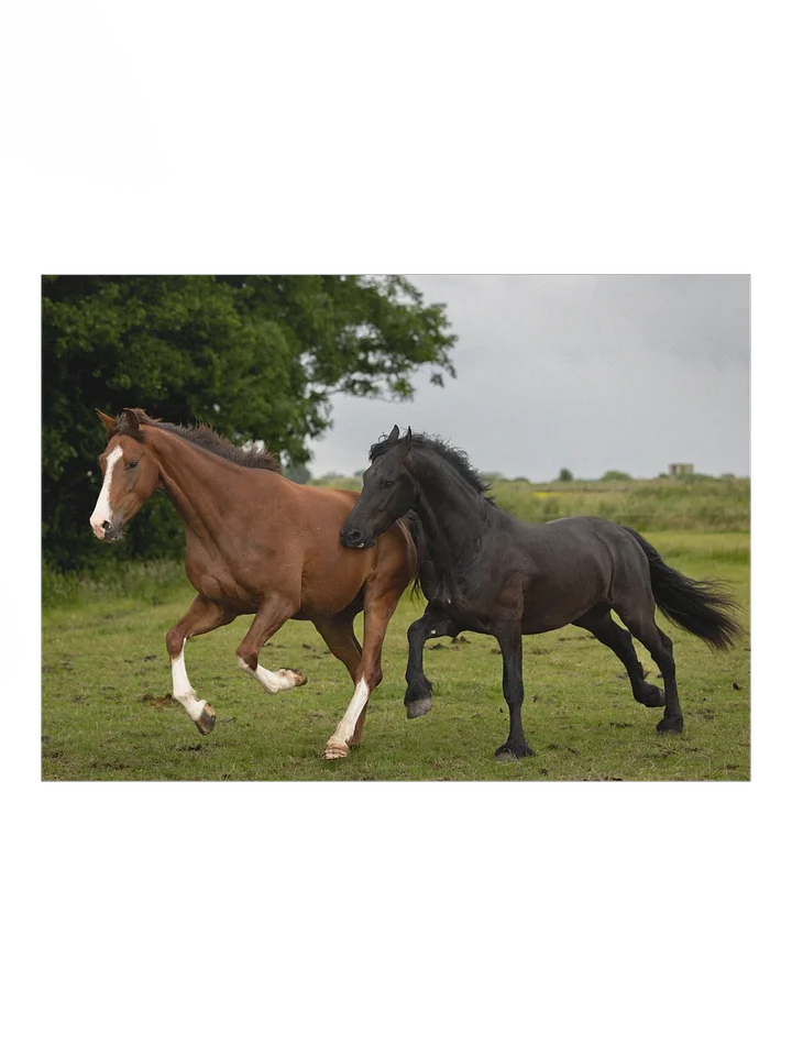 Friesian horses Teije Rein & Rising star product image (1)