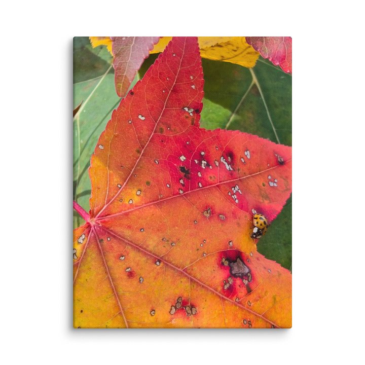 Ladybug in the Fall on canvas product image (12)