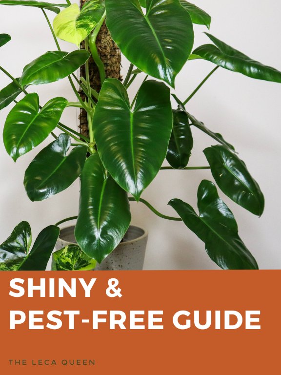 Shiny & Pest Free Guide product image (1)
