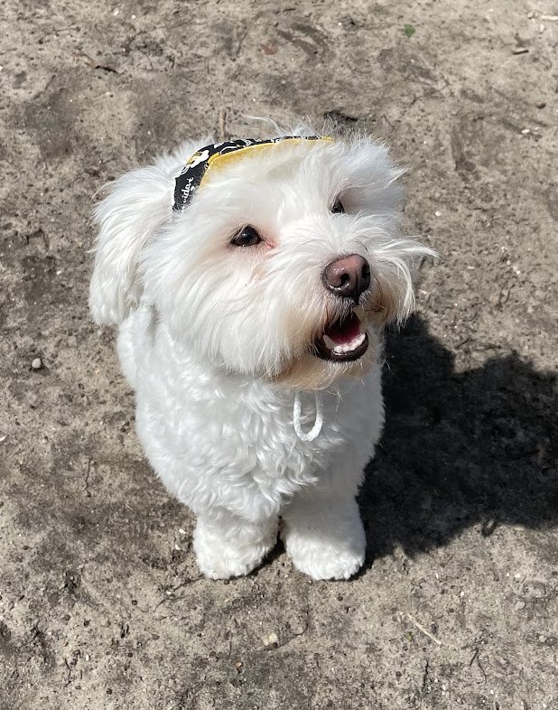 Oogie Boogie, a small white dog, looking up at the camera