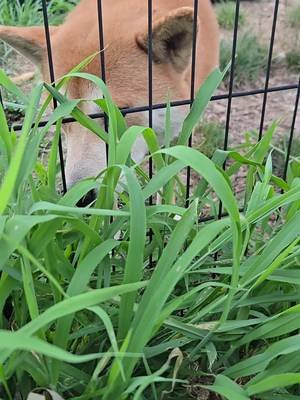 A nice shiba salad  #shibainu #shibasalad 