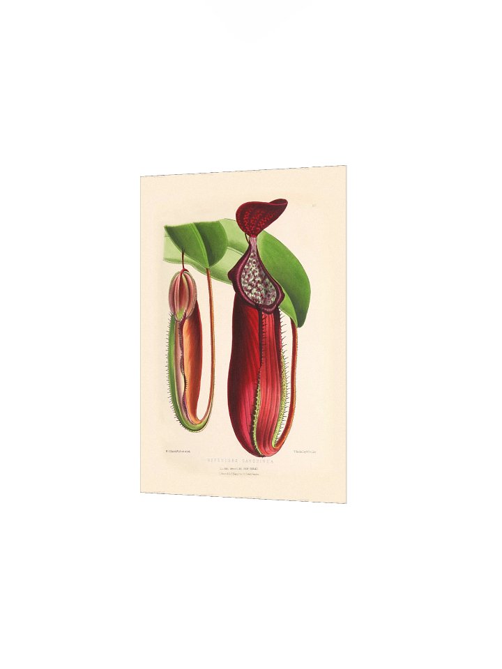 Pitcher Plant Vintage Botanical Illustration product image (4)