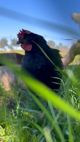 Chicken intruder😂😉 That’s why you need a rooster! #mrmachotherooster #jaraland #chicken