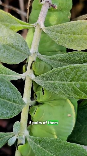 Those stubby back legs on a rustic sphinx moth caterpillar aren't legs at all. They're prolegs, and the inner edge of each on...