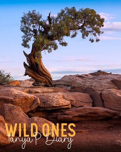 Rooted in the hardest ground.
Still reaching. 🌿

Filed in the Wild Ones diary. 🤎🌵