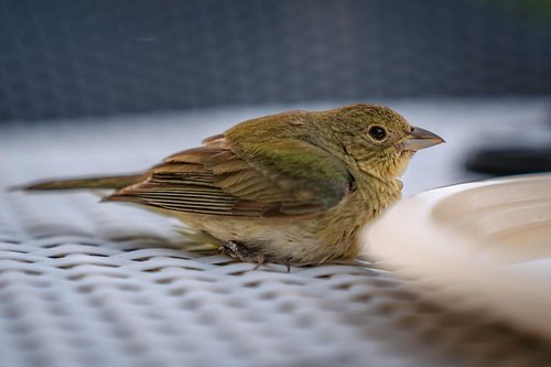 Wildlife rescue mode: activated.

Luca and I were waking up this morning when we heard that unmistakable thud against the gla...