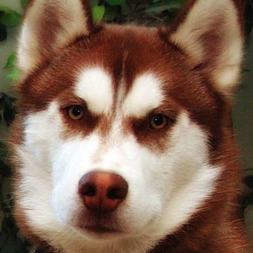 Blaze #huskylove, #huskypuppy, #husky